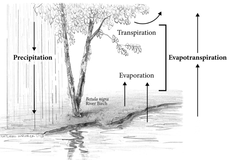 An illustration shwoing transpiration