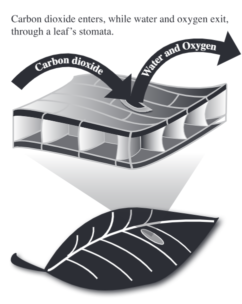 An illustration showing how Carbon dioxide enters a plant and water and oxygen leave