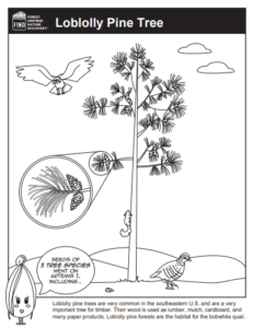 Illustration of a loblolly pine tree