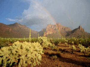 Organ Pipe Cactus WIlderness
