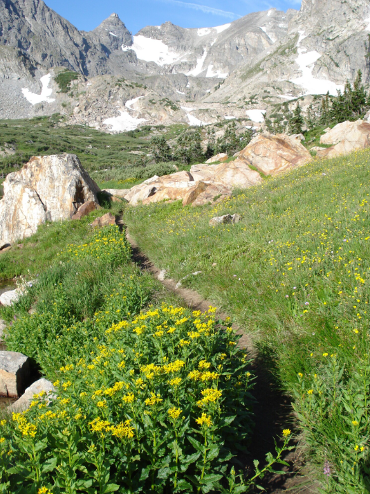 A mountain region with yellow flowers
