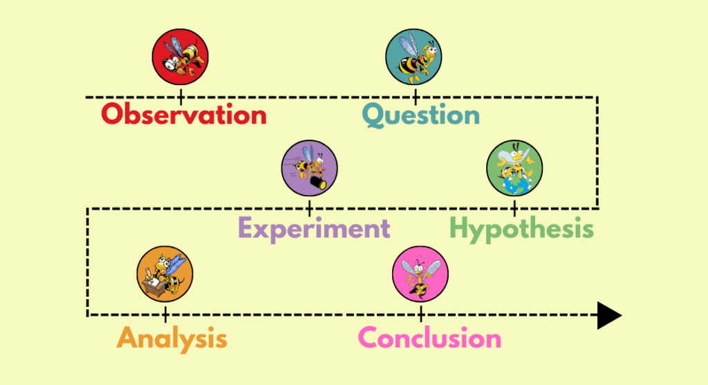 graphic of a timeline of the scientific method