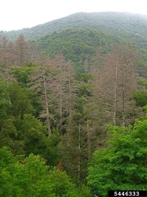 Dead trees in a forest