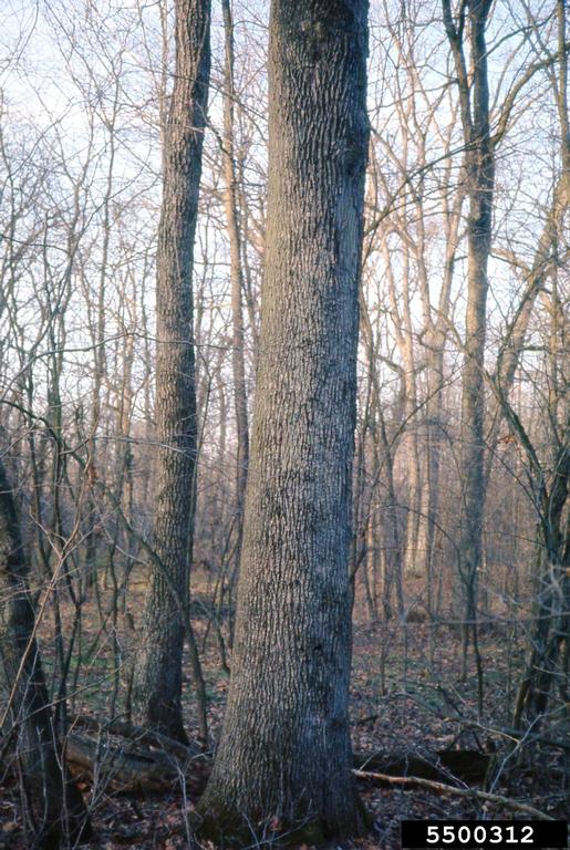 White ash tree in the forest