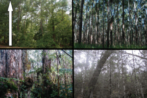 A graphic showing 4 different types of forests
