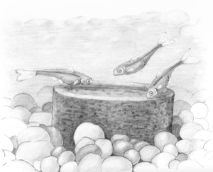 An illustration of minnows eating from a puck