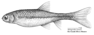 Illustration of a Rio Grande silvery minnow