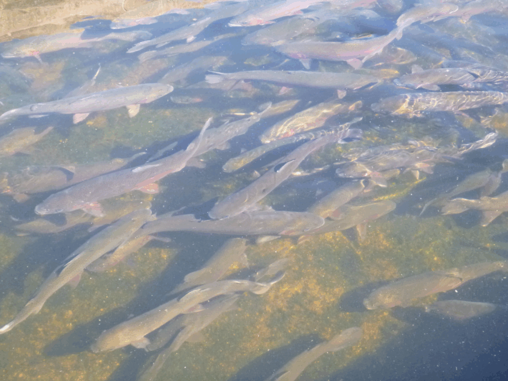 Rainbow trout swimming in a hatchery