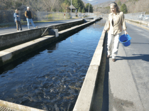 A woman walking with a bucket next to a hatchery