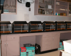 Aquariums on a lab table