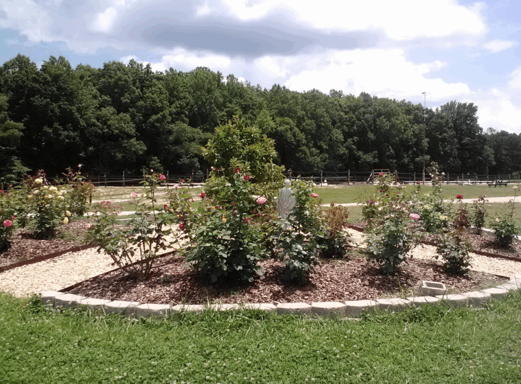 A memorial garden full of rose bushes.