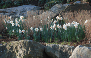 Daffodils blooming in a park
