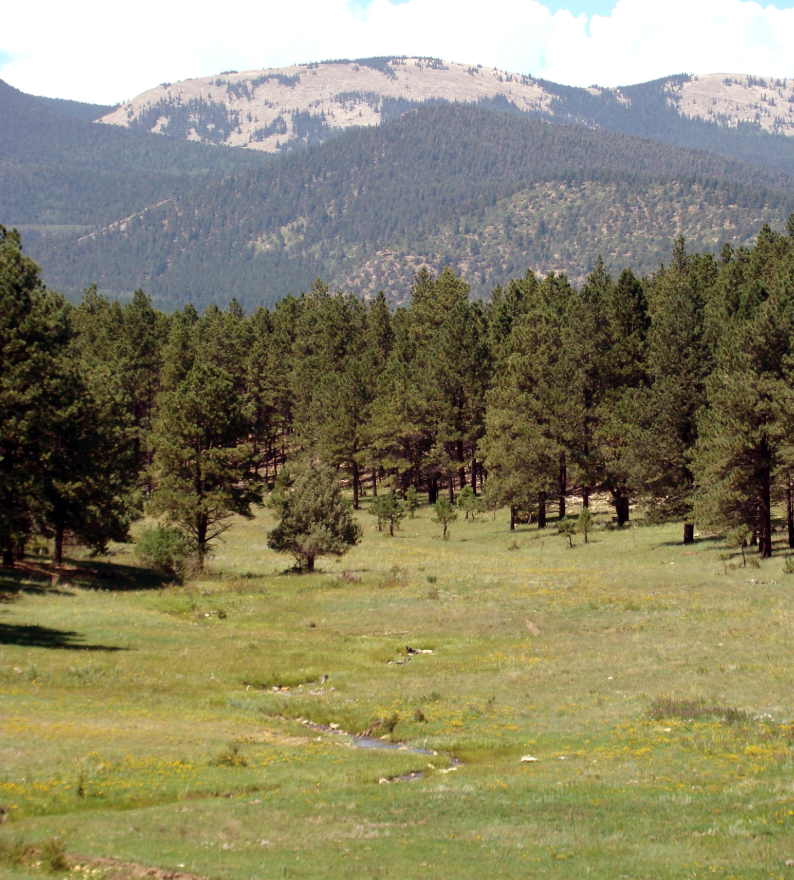 Carson National Forest there are mountains in the backgroung and a field of trees in the foreground
