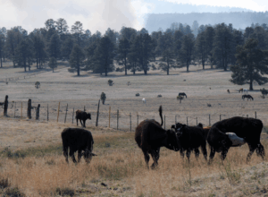 Cattle roaming in a field
