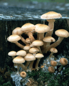 Honey mushroom