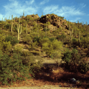 Coronado NationalForest, a mountainous area with lots of cactus