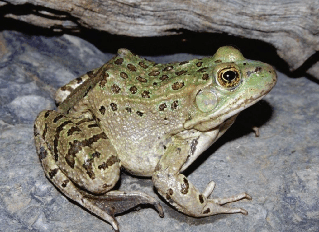 The Chiricahua leopard frog