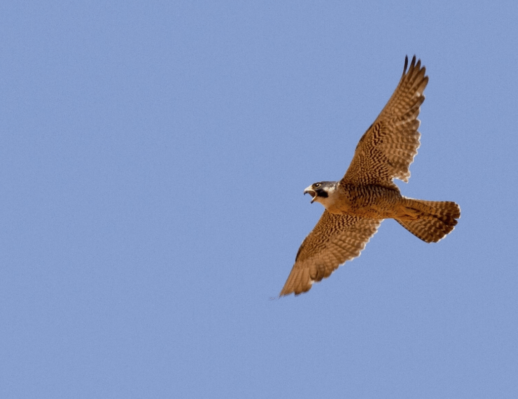 The American peregrine falcon
