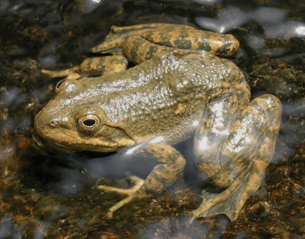Tarahumara frog