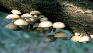 Honey mushroom on a limb