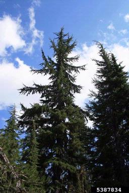 A mountain hemlock tree