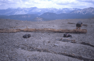 A scientist measuring different fallen trees