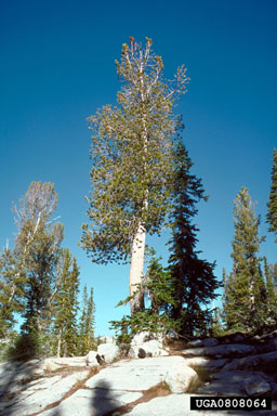 A whitebark pine tree
