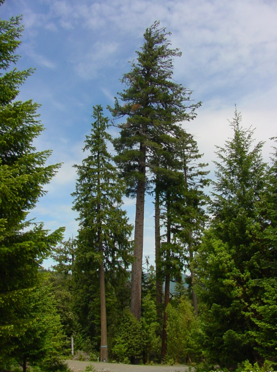 A sugar pine tree
