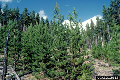 A section of forest with several lodgepole pine trees