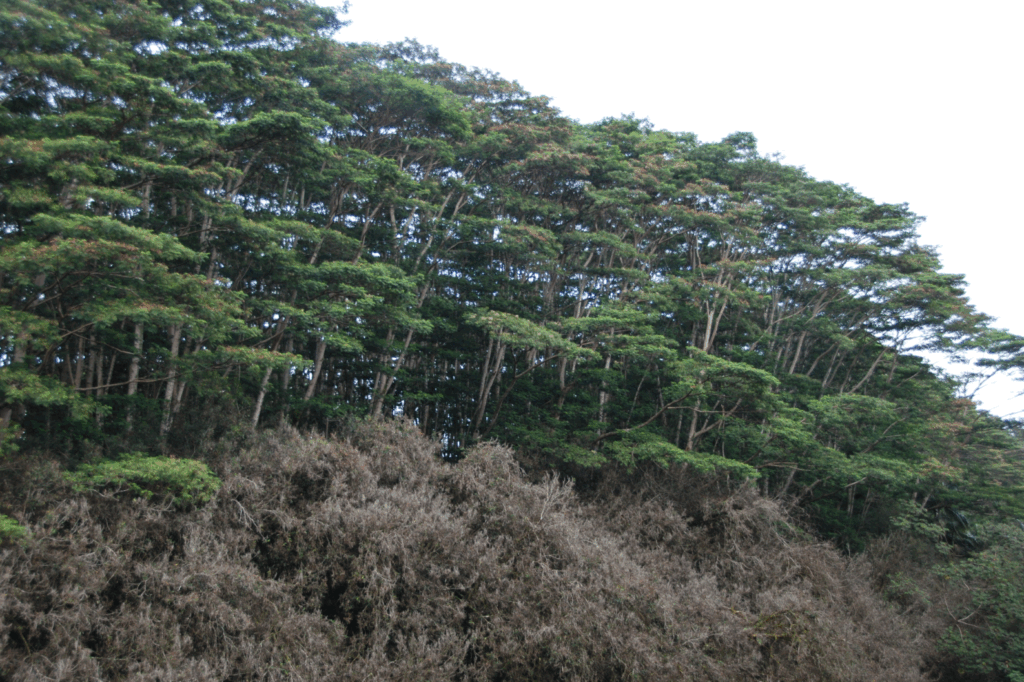 Albiza trees grwoing on the Island