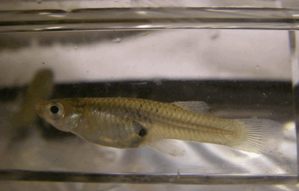 A guppy in a container