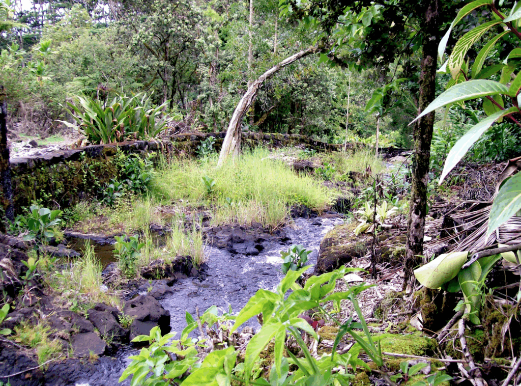 A stream in a forest with trees, grasses, and other shrubs.
