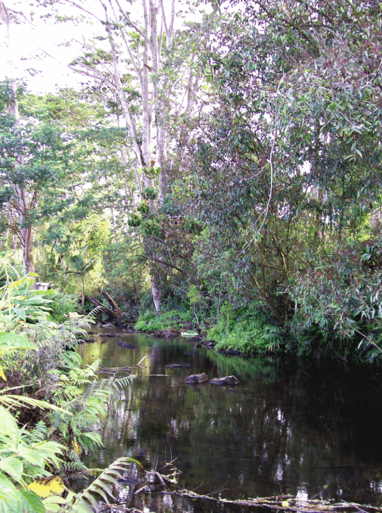 A stream with Albiza trees surrounding it