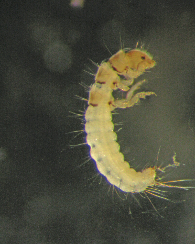 Caddisfly larvae