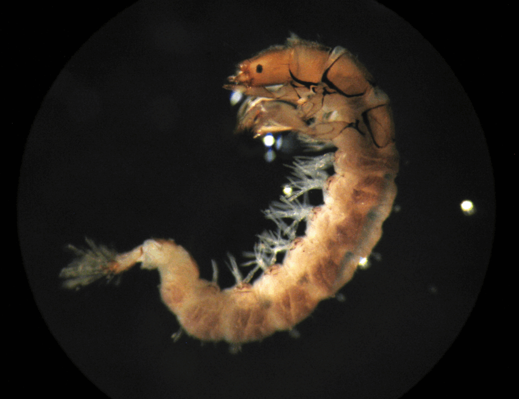 Amphipods