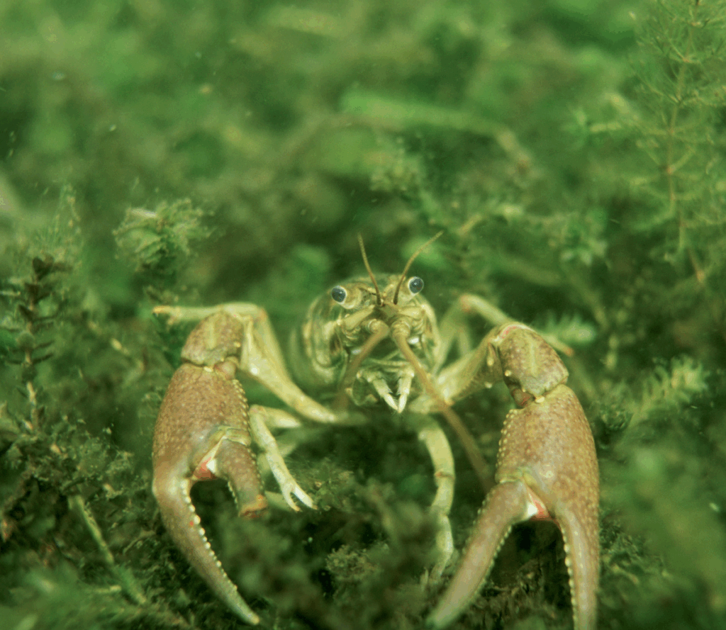 A crayfish in the water