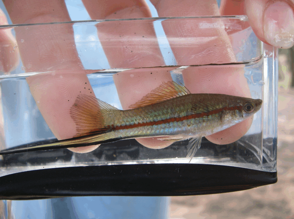 A swordstail in a container
