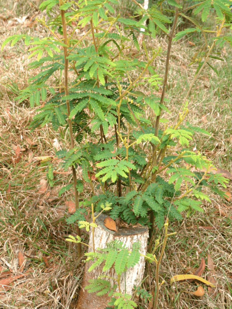 Young Koa trees growing on land