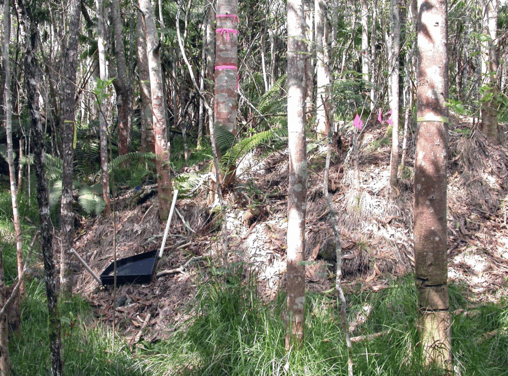 A forested area with trees and grasses