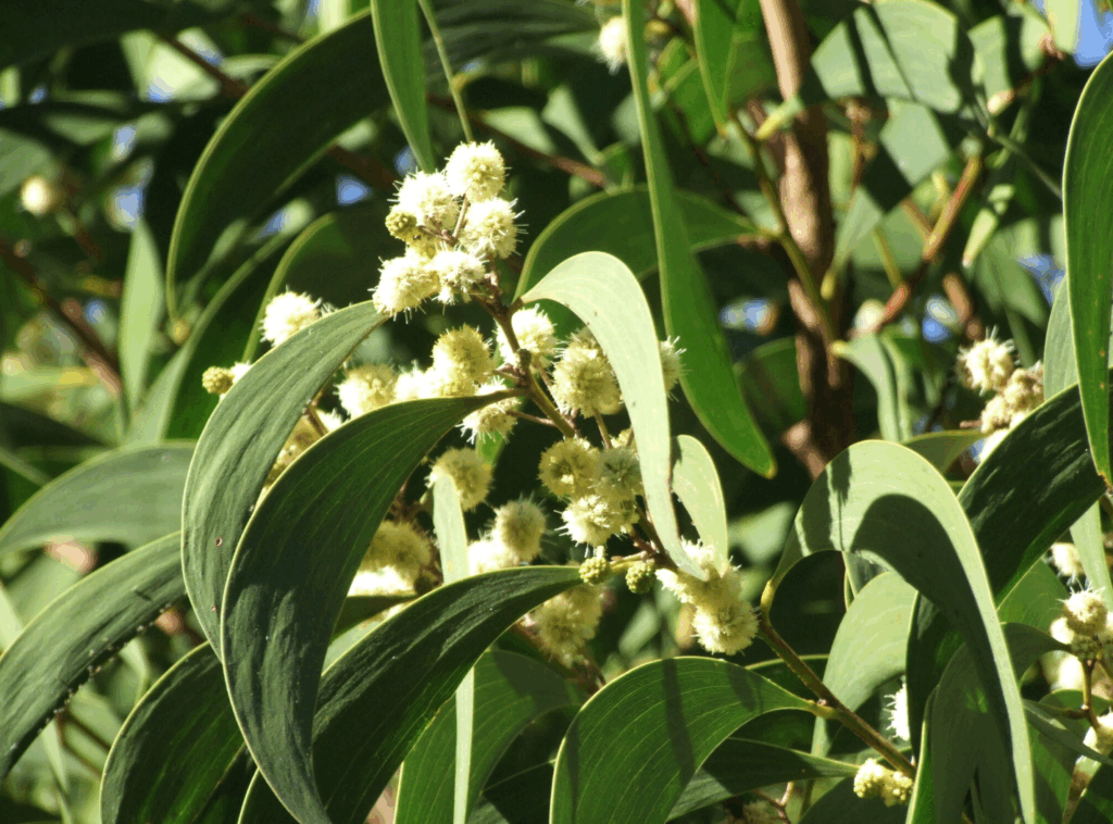 buds growing on a Koa tree