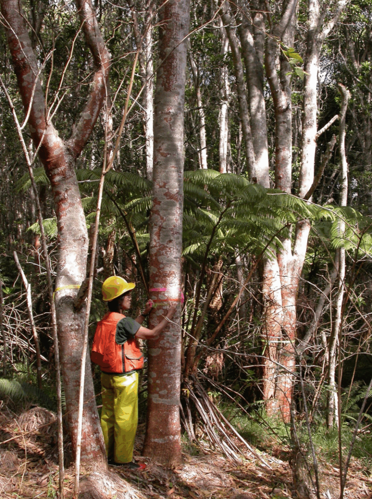 A person in a hard at measuring a Koa tree