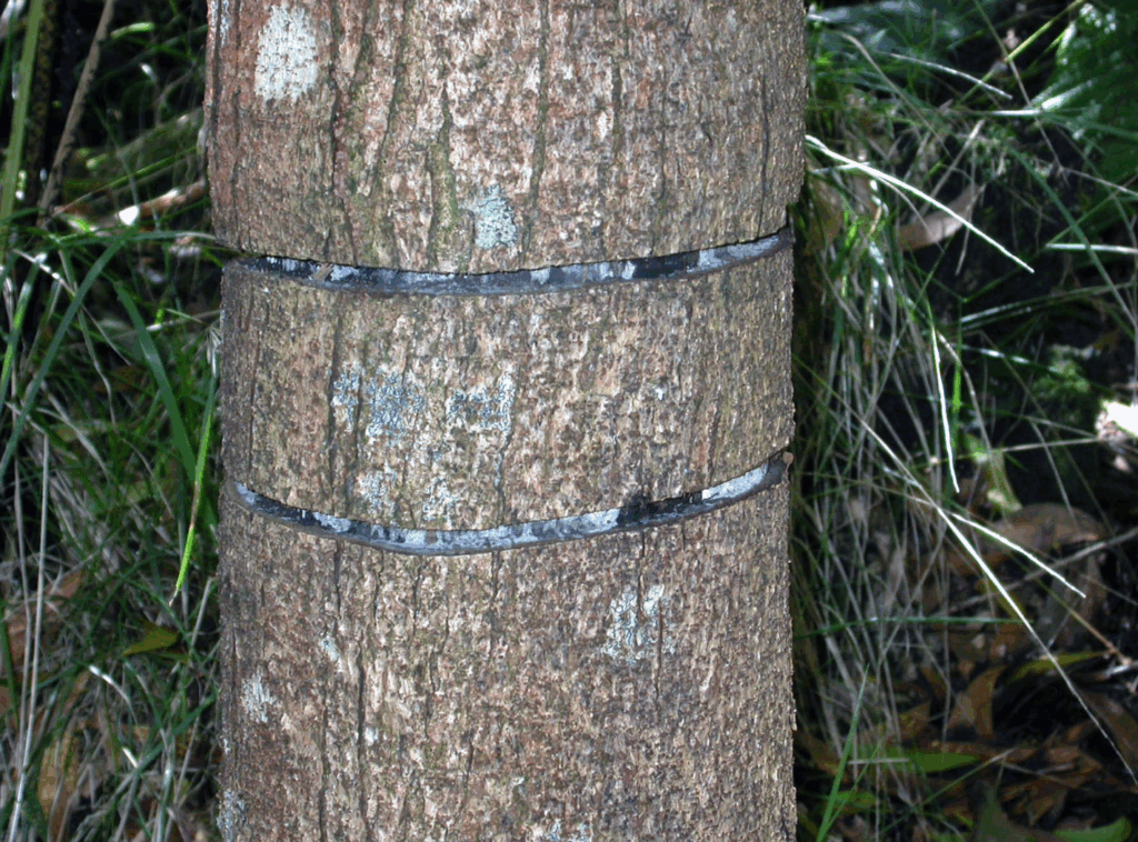 A tree trunk that has been girdled