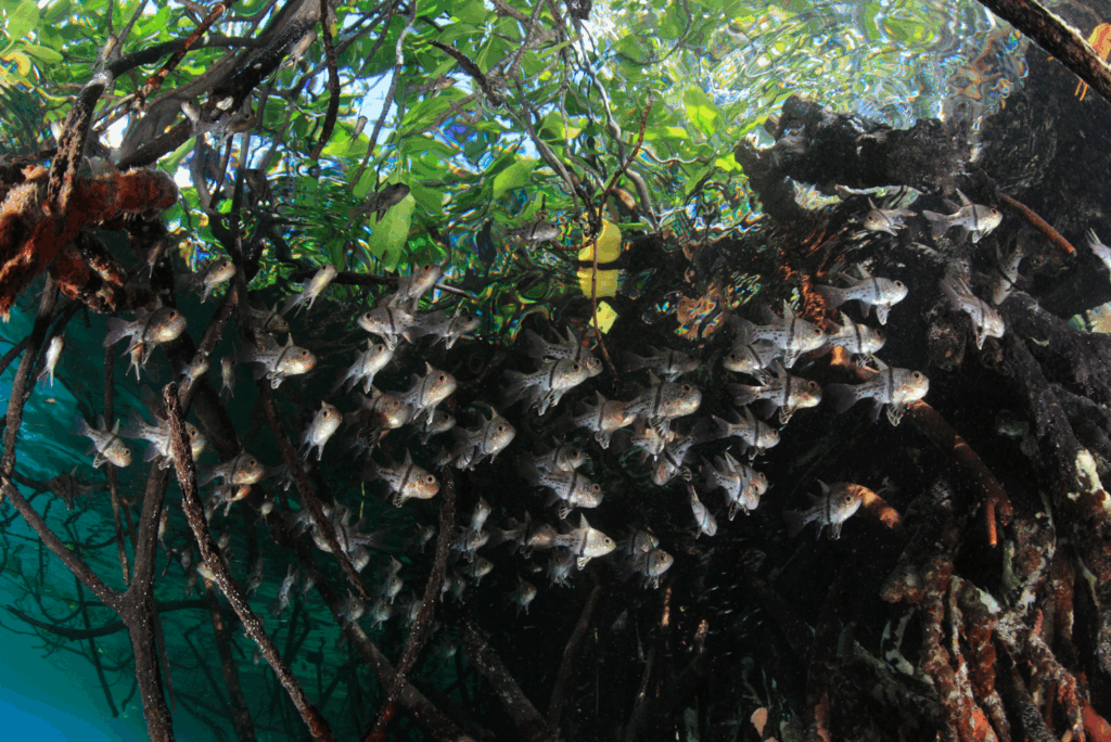A mangrove forest from below the water