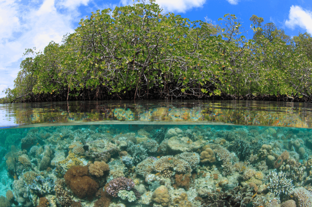 A mangrove forest showing above and below the water