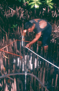 Scientist placing the markers throughout the mangrove