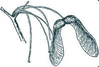 A graphic of a tree seed