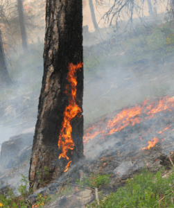 A tree on fire from this inside