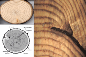 Tree ring examples and a graphic of scars on a tree cookie