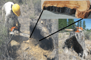 A scientist using a chain saw to cut a tree cookie. A graphic of a tree cookie showing the lines on the tree before and after being cut. 