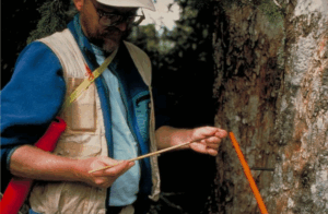 A scientist using a tree borer